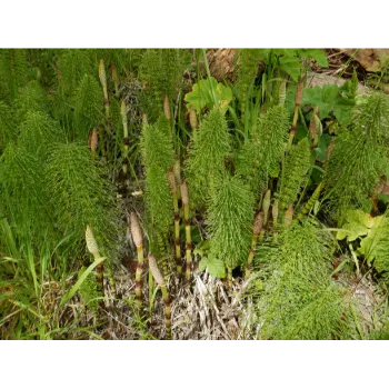Natural Cyperus Rotundus 